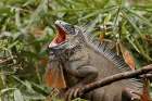 Green Iguana-Costa Rica Art Print